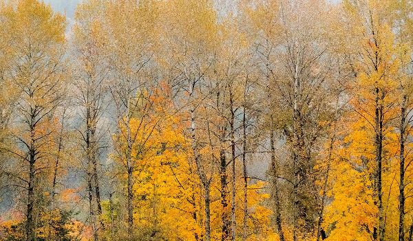 Gulin, Sylvia 아티스트의 USA-Washington State-Preston-Cottonwoods trees in fall colors작품입니다.